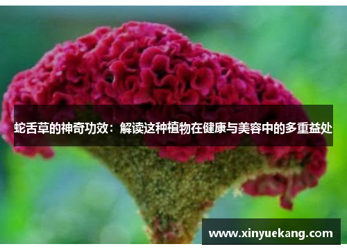 蛇舌草的神奇功效：解读这种植物在健康与美容中的多重益处